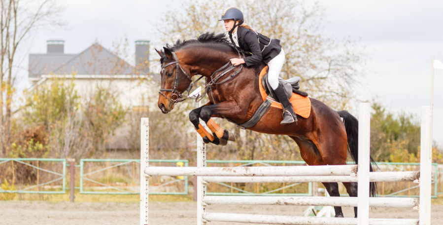 clanek 12 - kone priprava 2